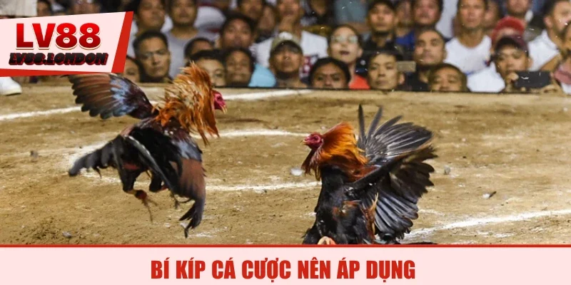 Bí kíp cá cược nên áp dụng