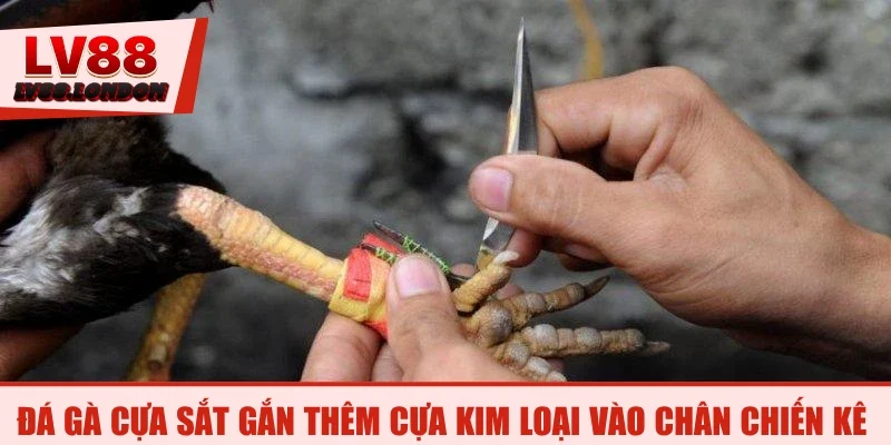 Đá gà cựa sắt gắn thêm cựa kim loại vào chân chiến kê