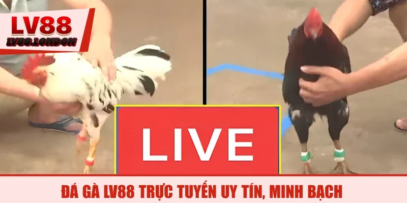 Đá gà LV88 trực tuyến uy tín, minh bạch