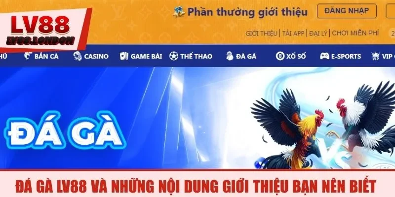 Đá gà LV88 và những nội dung giới thiệu bạn nên biết