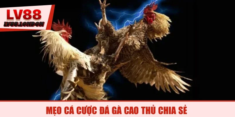 Mẹo cá cược đá gà cao thủ chia sẻ