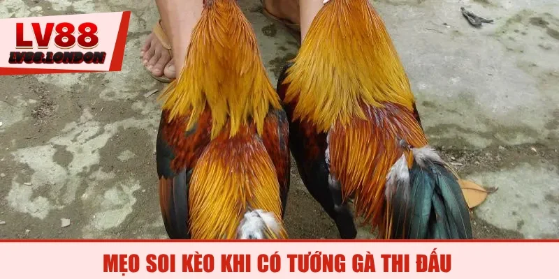 Mẹo soi kèo khi có tướng gà thi đấu