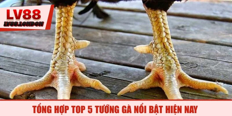 Tổng hợp top 5 tướng gà nổi bật hiện nay